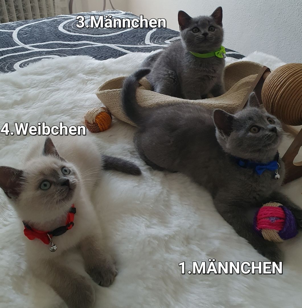 3 Reinrassige BKH Kitten