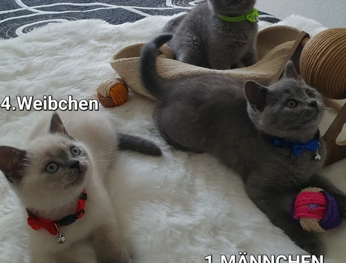 3 Reinrassige BKH Kitten