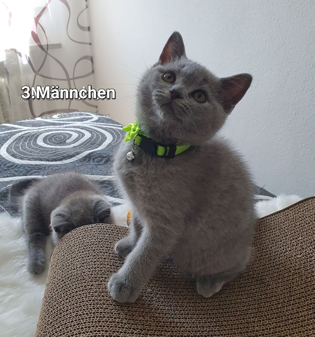 3 Reinrassige BKH Kitten