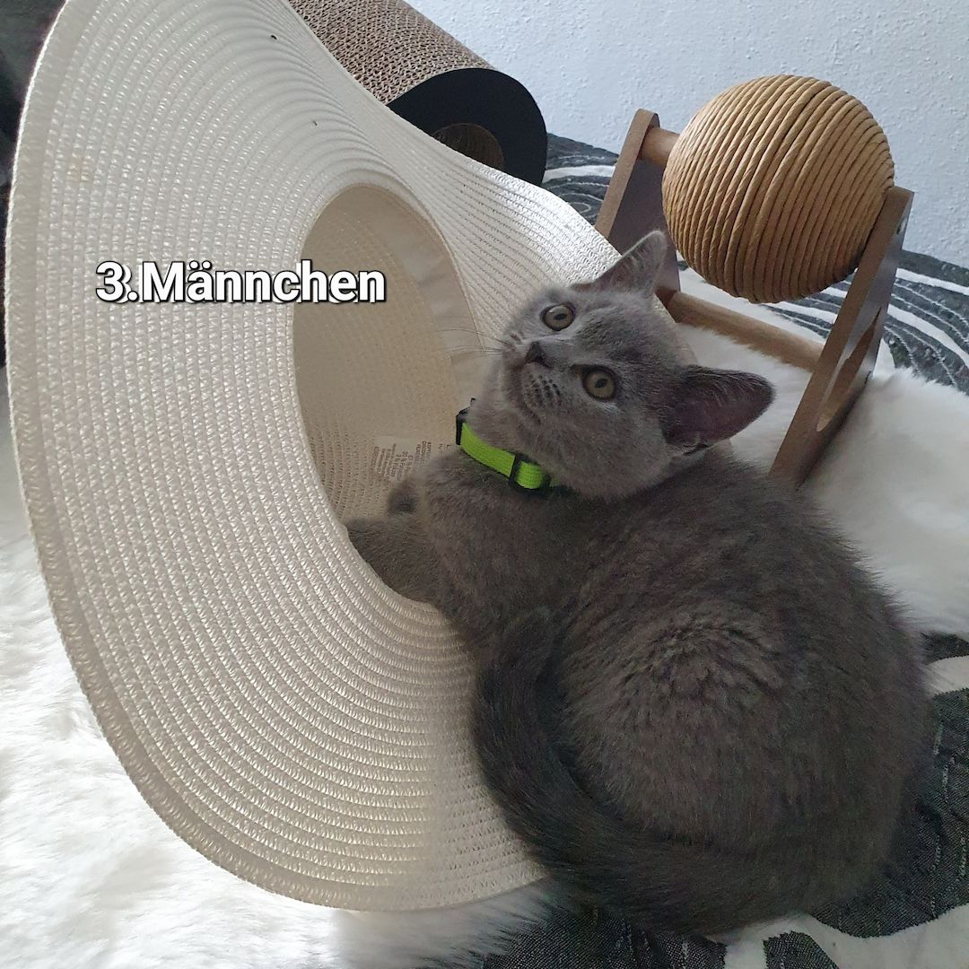 3 Reinrassige BKH Kitten