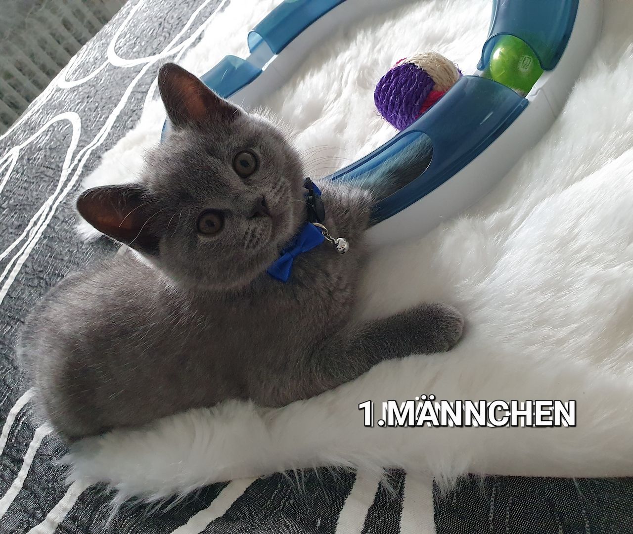 3 Reinrassige BKH Kitten