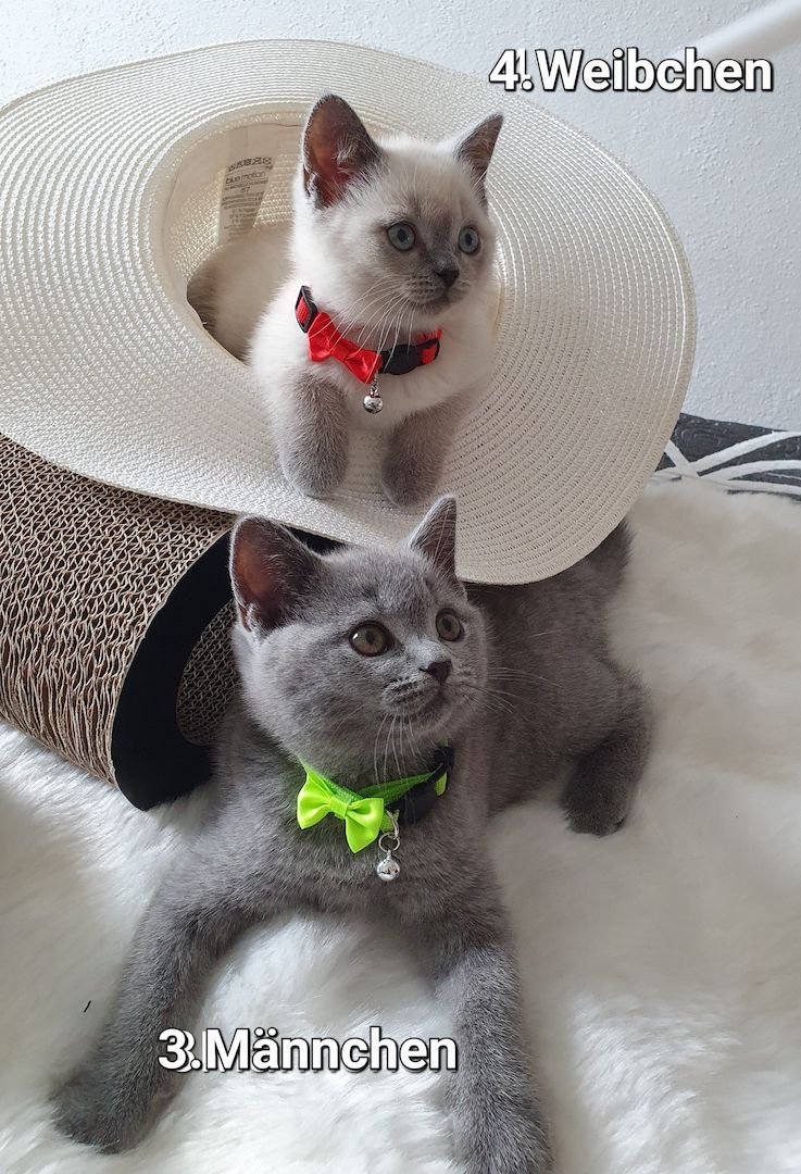 3 Reinrassige BKH Kitten