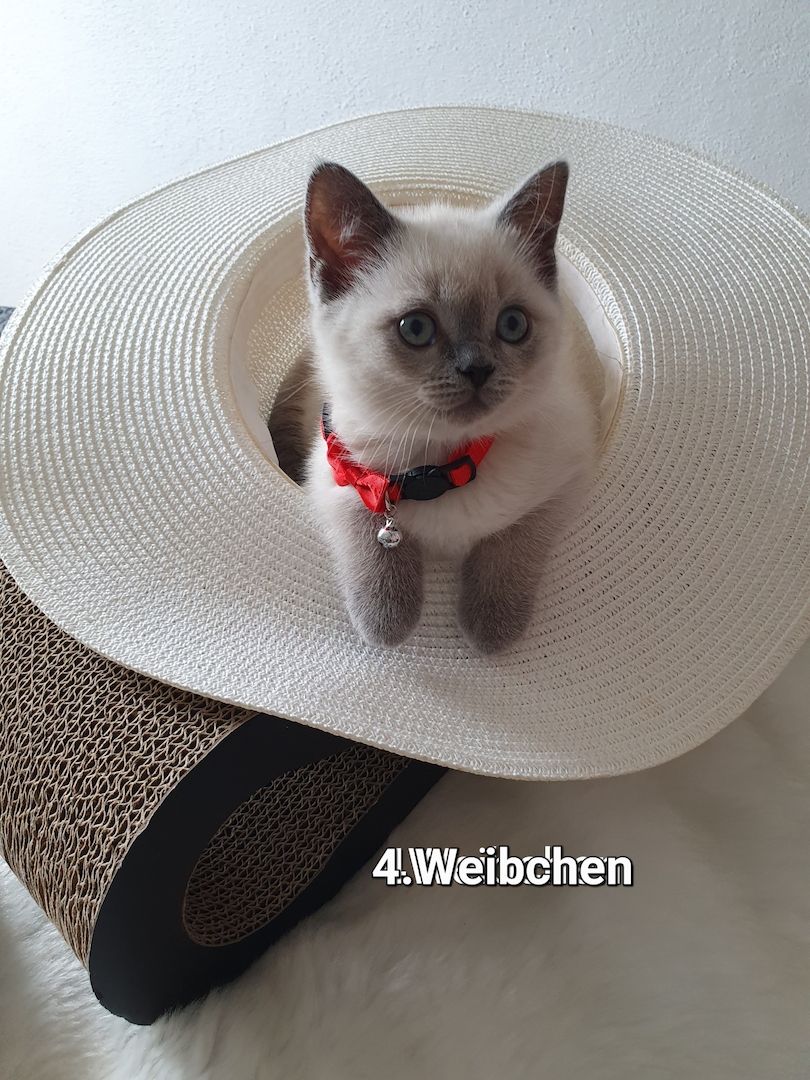 3 Reinrassige BKH Kitten