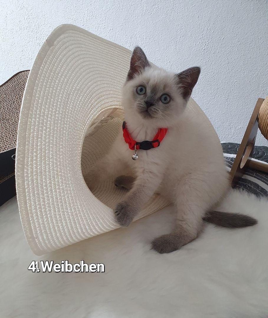 3 Reinrassige BKH Kitten