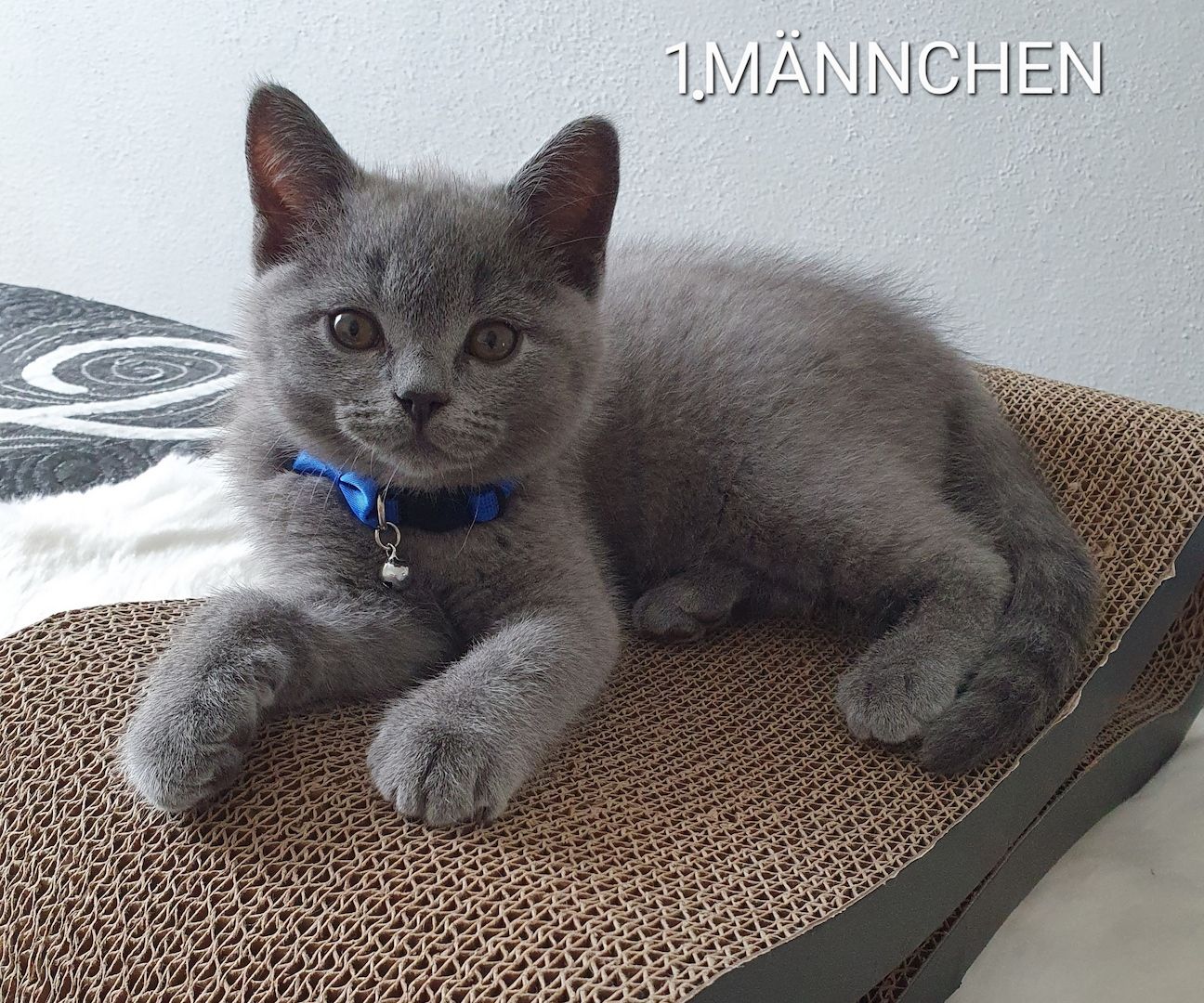 3 Reinrassige BKH Kitten