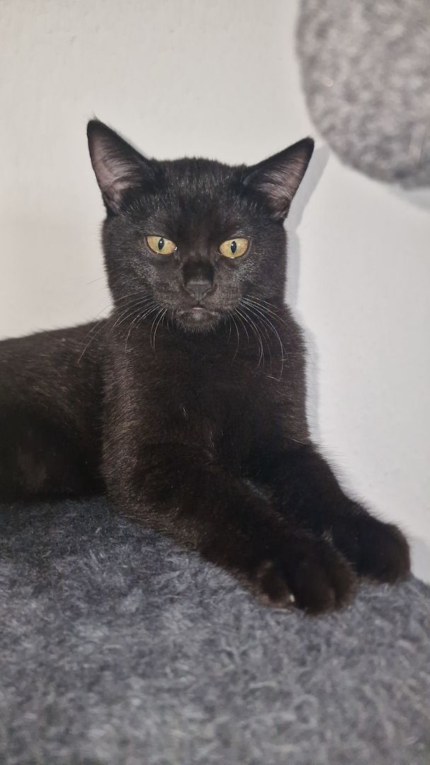 Katzenbabys abzugeben