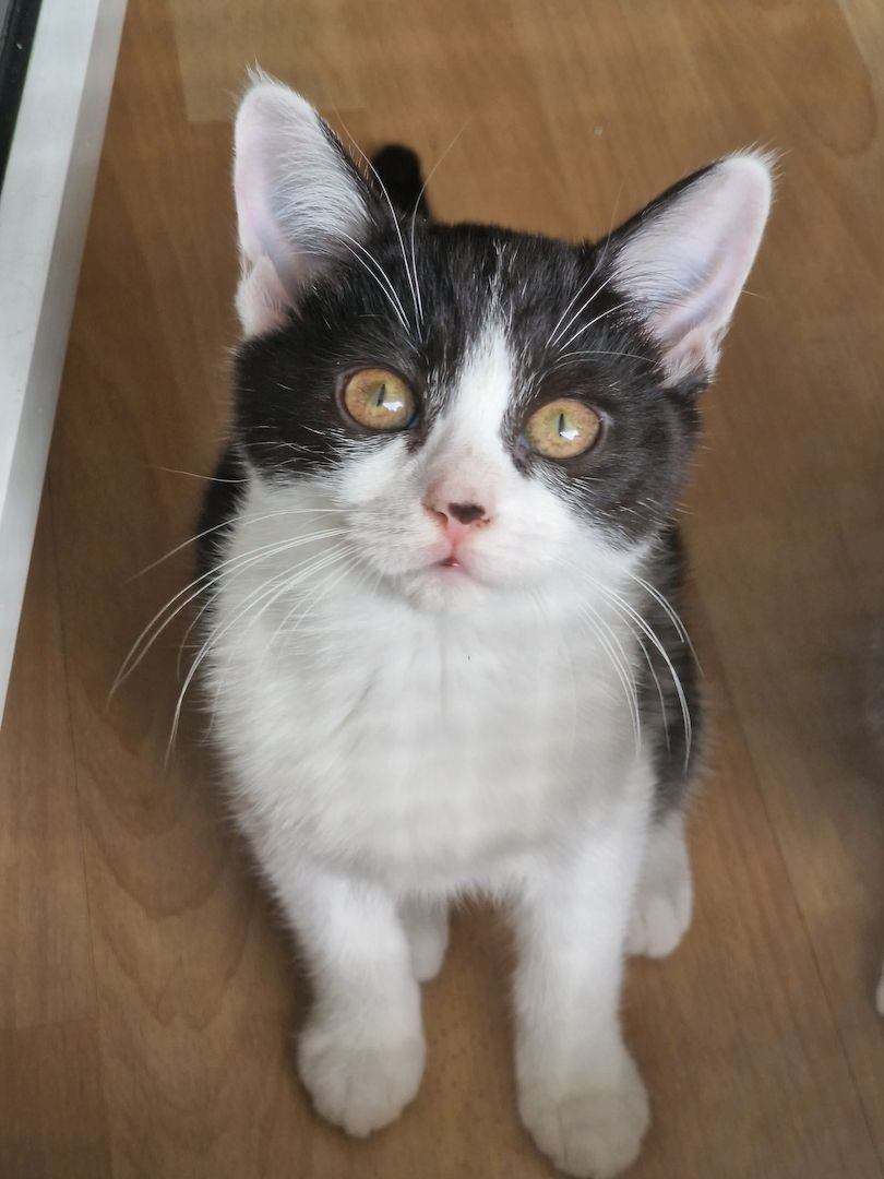 Katzenbabys abzugeben