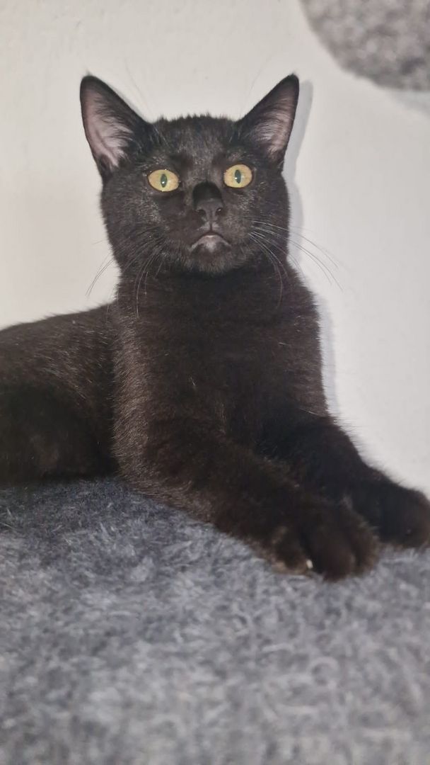 Katzenbabys abzugeben