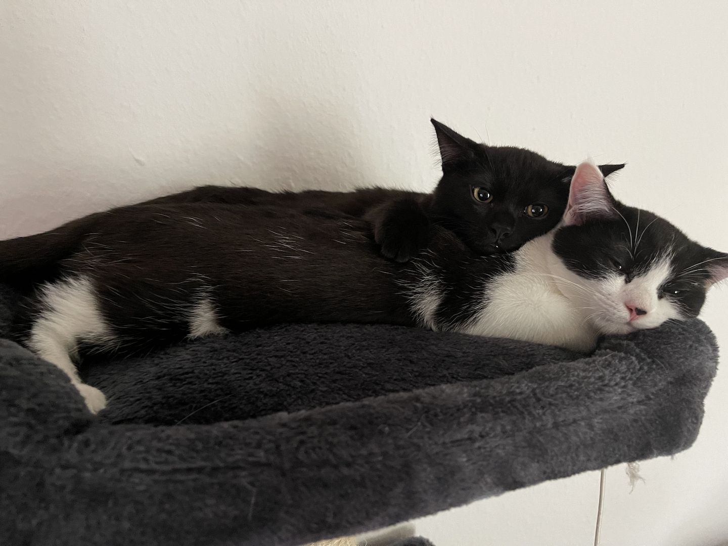 Katzenbabys abzugeben