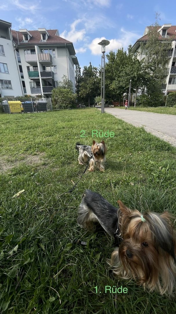 Reinrassige Yorkshire Terrier. Rüden. 1 Jahre