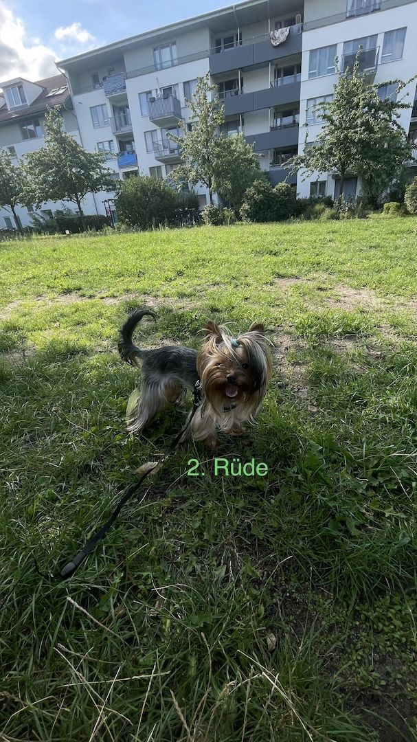 Reinrassige Yorkshire Terrier. Rüden. 1 Jahre