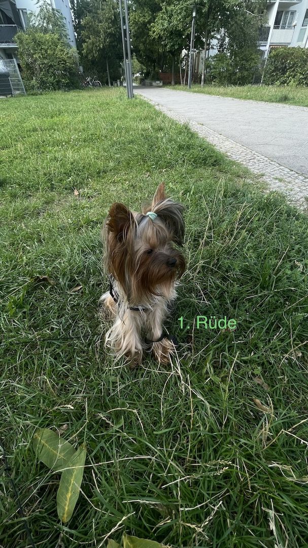 Reinrassige Yorkshire Terrier. Rüden. 1 Jahre