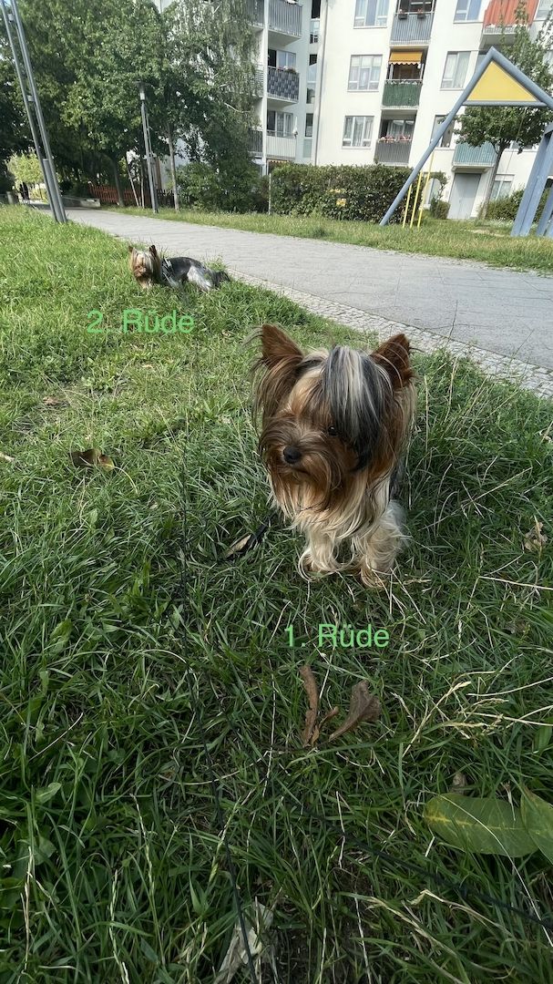 Reinrassige Yorkshire Terrier. Rüden. 1 Jahre