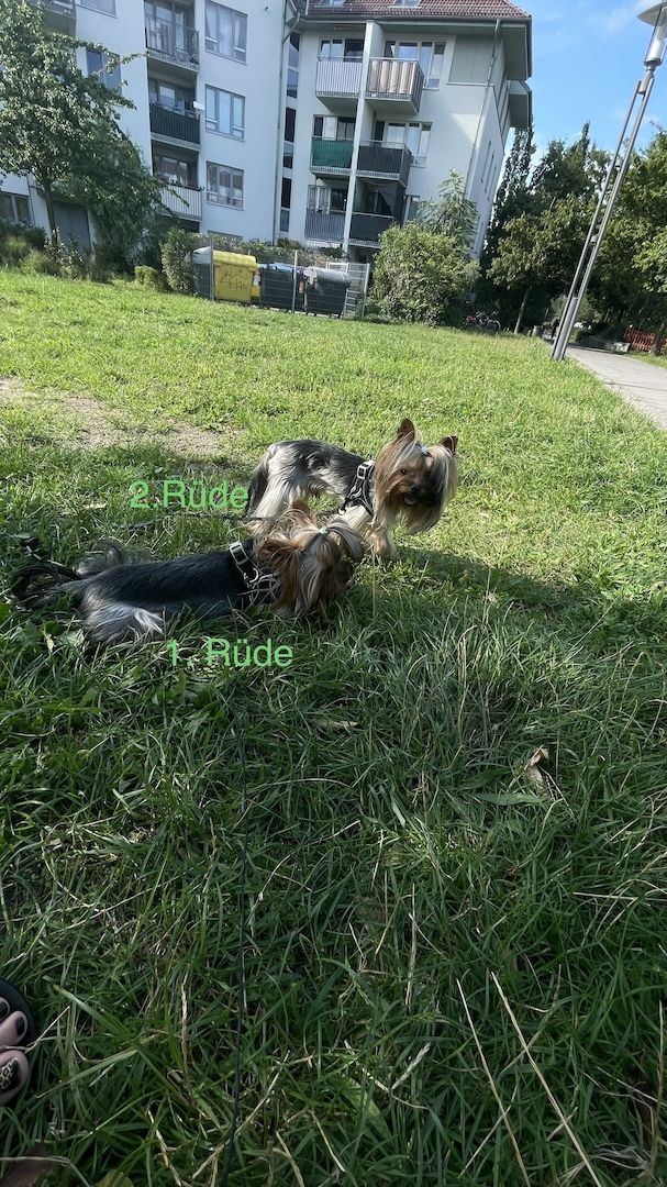 Reinrassige Yorkshire Terrier. Rüden. 1 Jahre