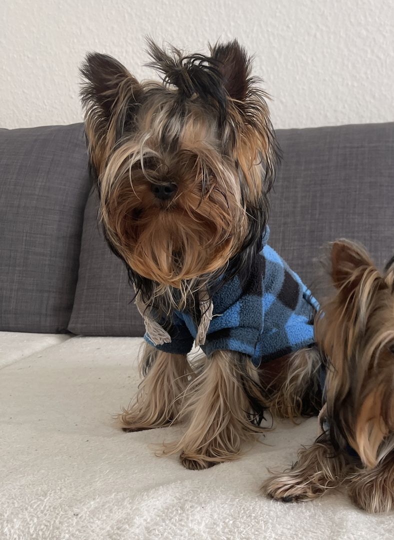 Reinrassige Yorkshire Terrier. Rüden. 1 Jahre