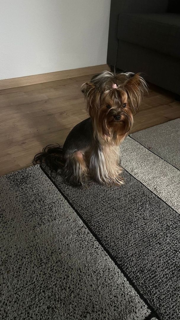 Reinrassige Yorkshire Terrier. Rüden. 1 Jahre