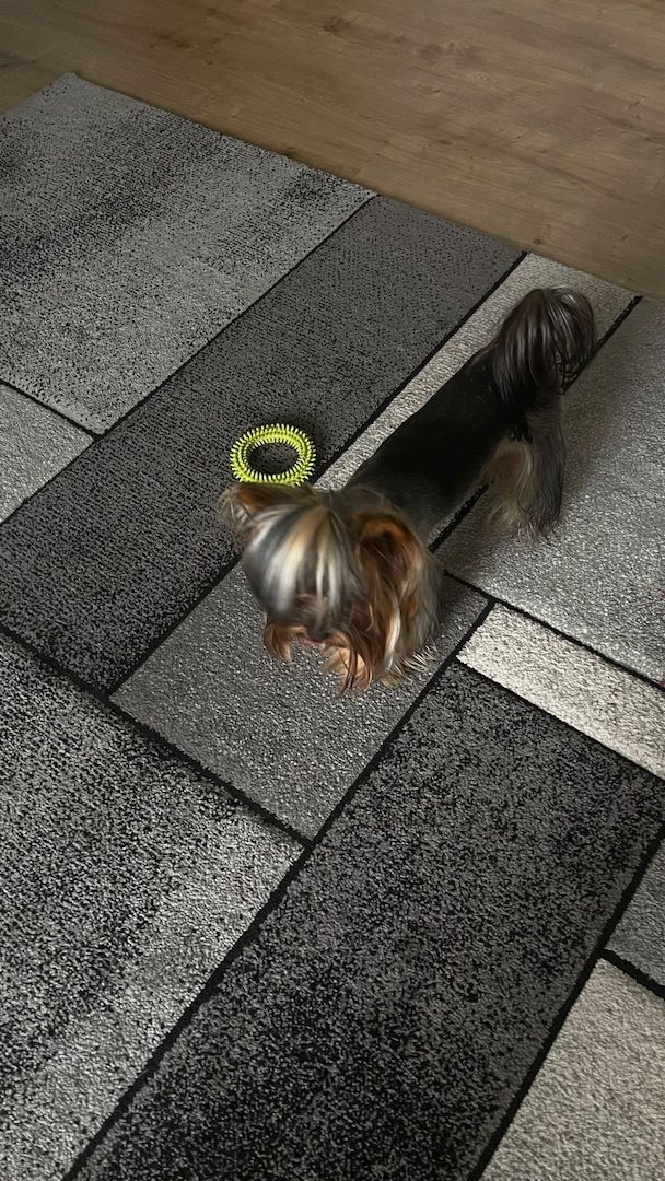 Reinrassige Yorkshire Terrier. Rüden. 1 Jahre