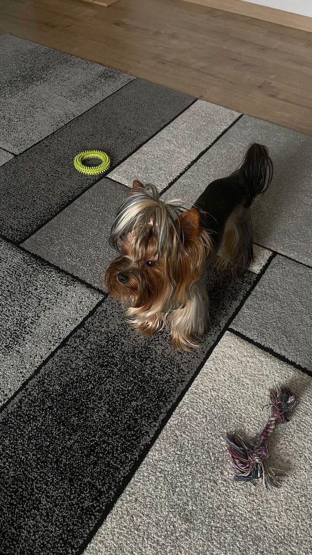 Reinrassige Yorkshire Terrier. Rüden. 1 Jahre
