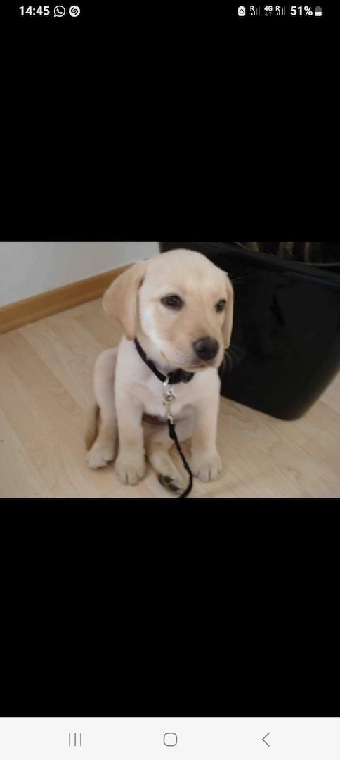 Labrador welpen blond mit Papiere