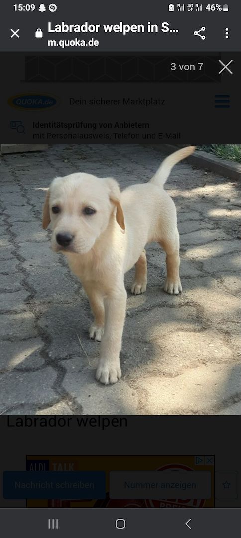 Labrador welpen blond mit Papiere