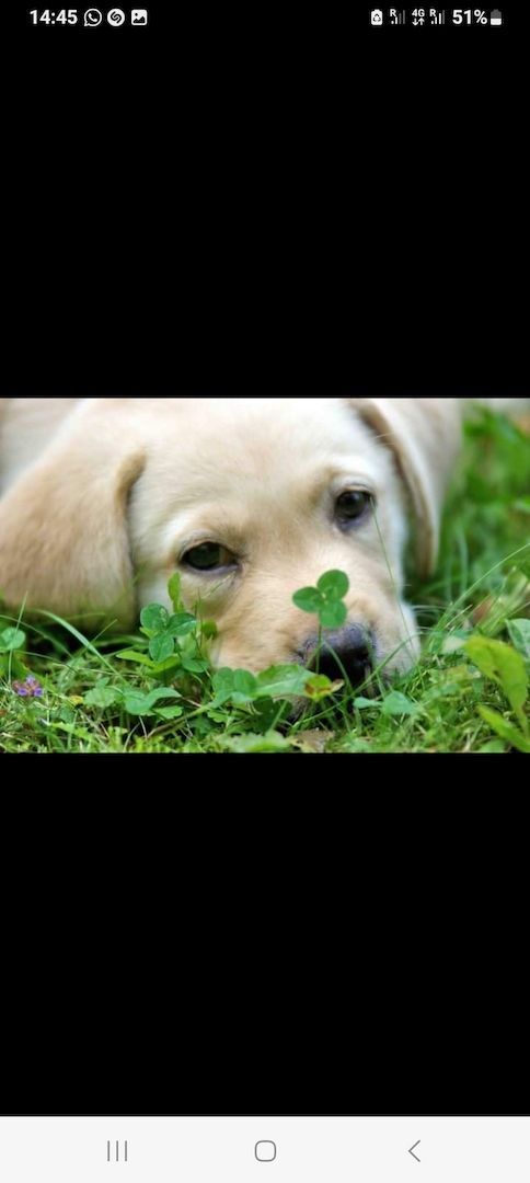 Labrador welpen blond mit Papiere