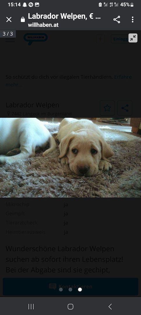 Labrador welpen blond mit Papiere