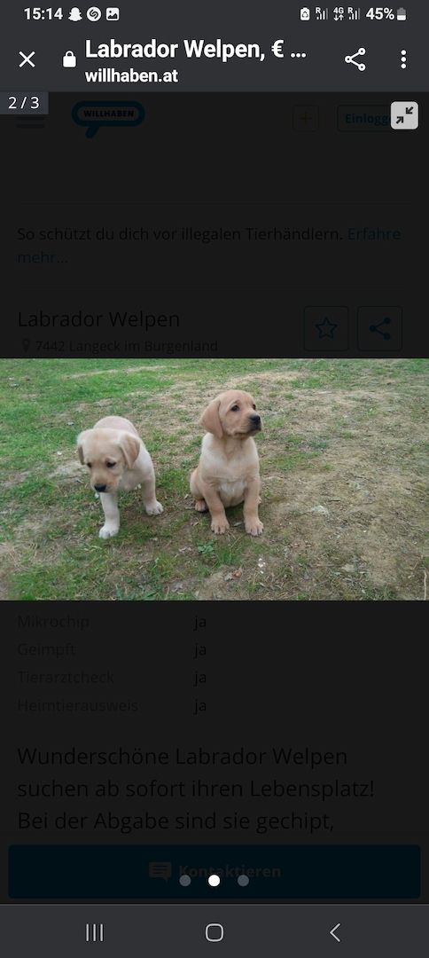 Labrador welpen blond mit Papiere