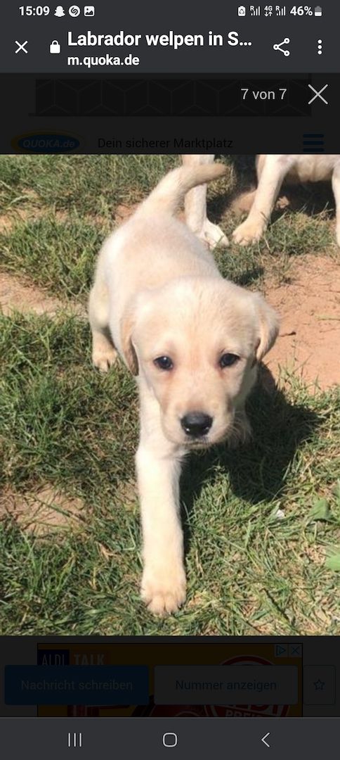 Labrador welpen blond mit Papiere