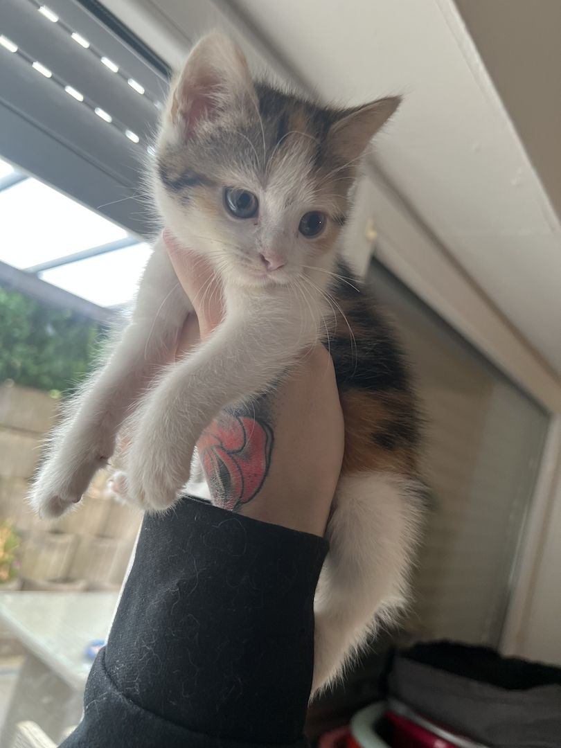 Maine Coon/Norwegische Waldkatze &‘ Hauskatzen Mix