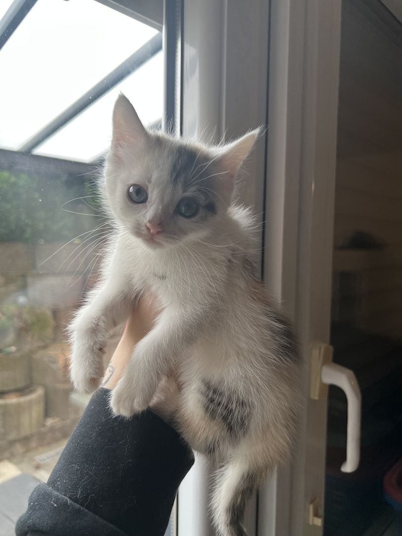 Maine Coon/Norwegische Waldkatze &‘ Hauskatzen Mix