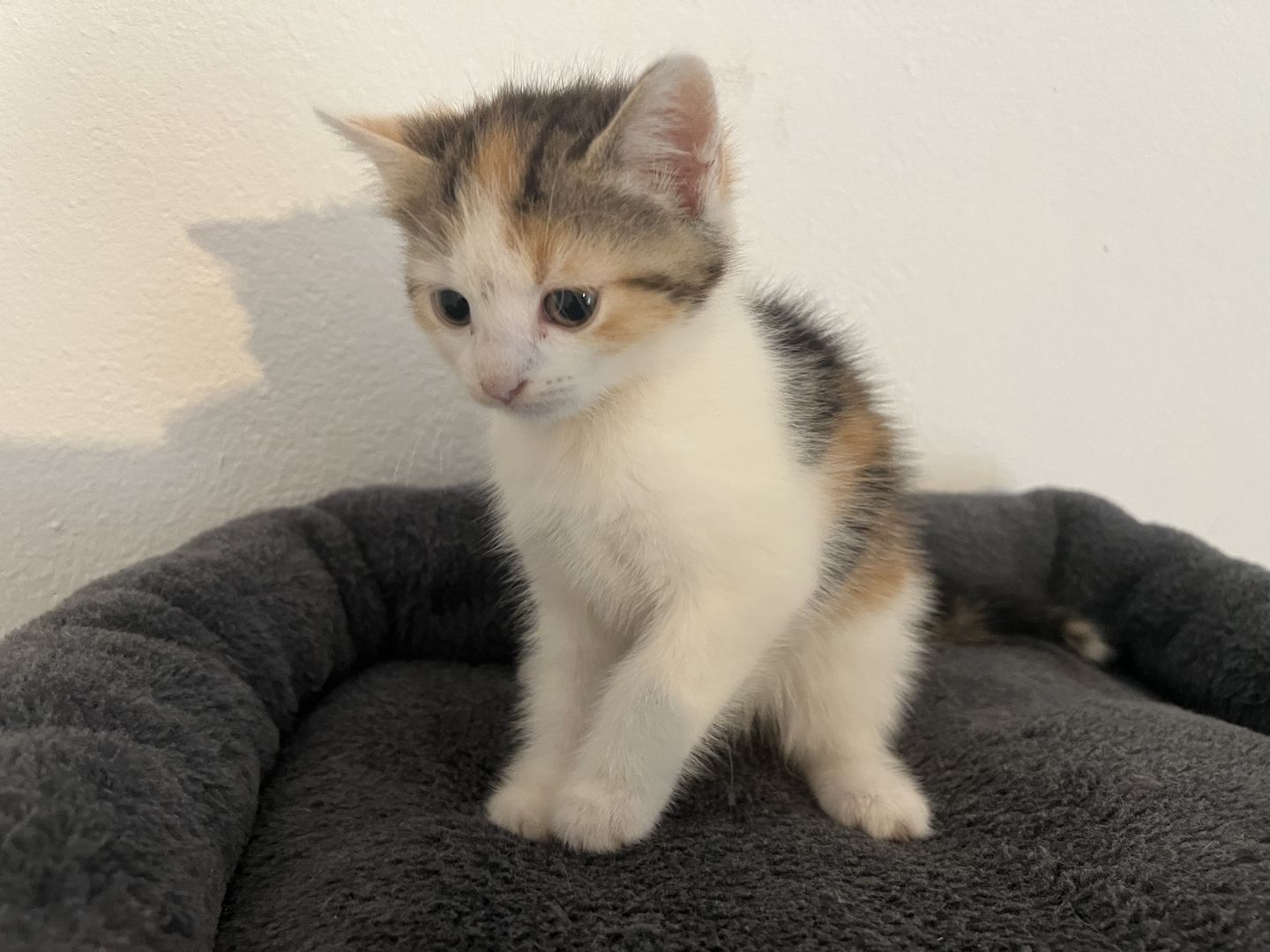 Maine Coon/Norwegische Waldkatze &‘ Hauskatzen Mix