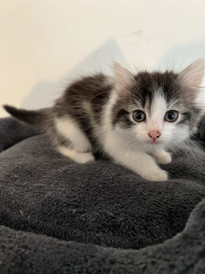 Maine Coon/Norwegische Waldkatze &‘ Hauskatzen Mix