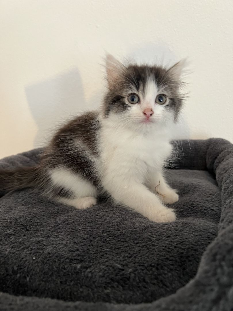 Maine Coon/Norwegische Waldkatze &‘ Hauskatzen Mix