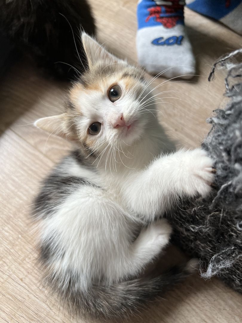 Maine Coon/Norwegische Waldkatze &‘ Hauskatzen Mix