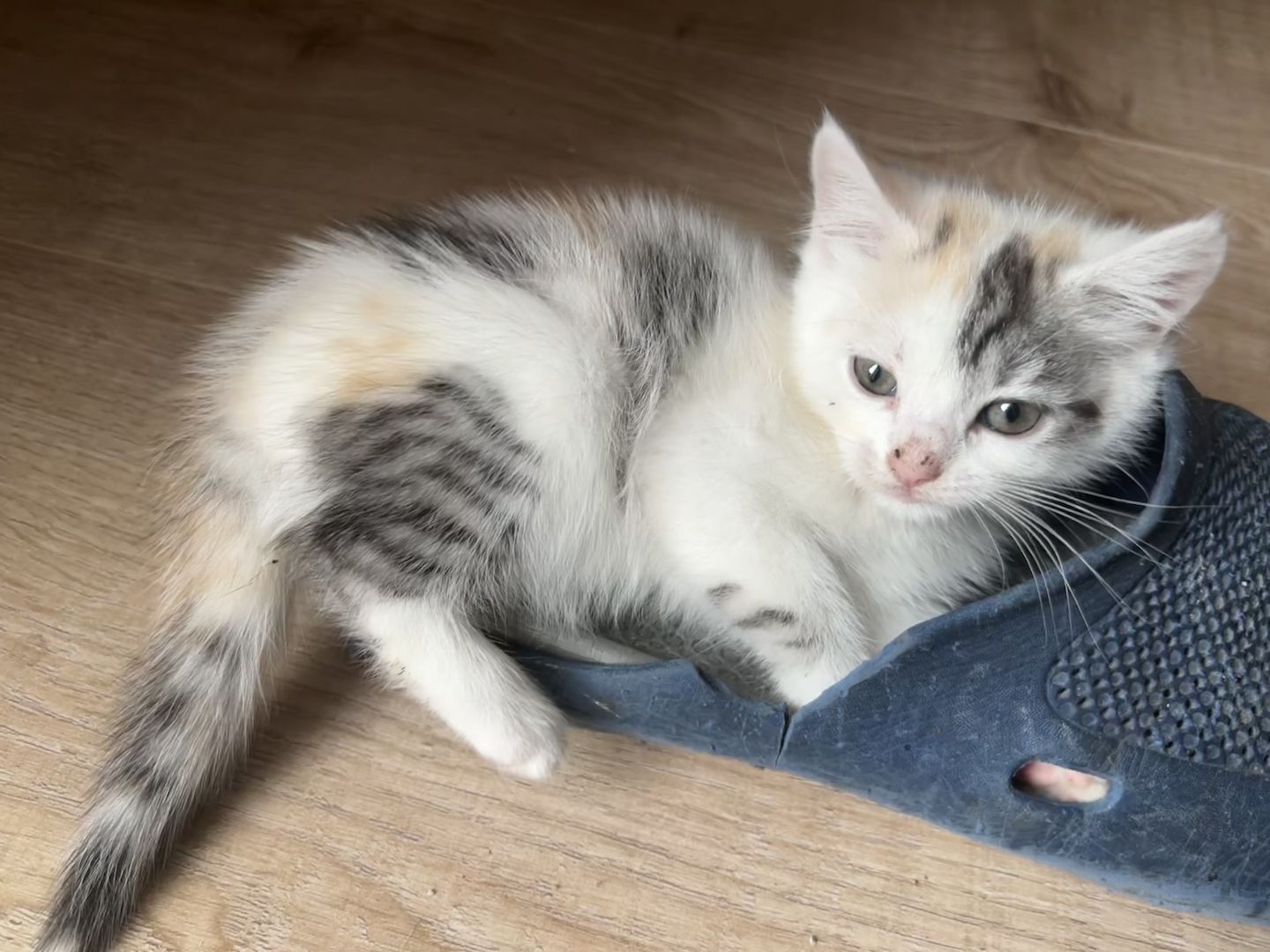 Maine Coon/Norwegische Waldkatze &‘ Hauskatzen Mix