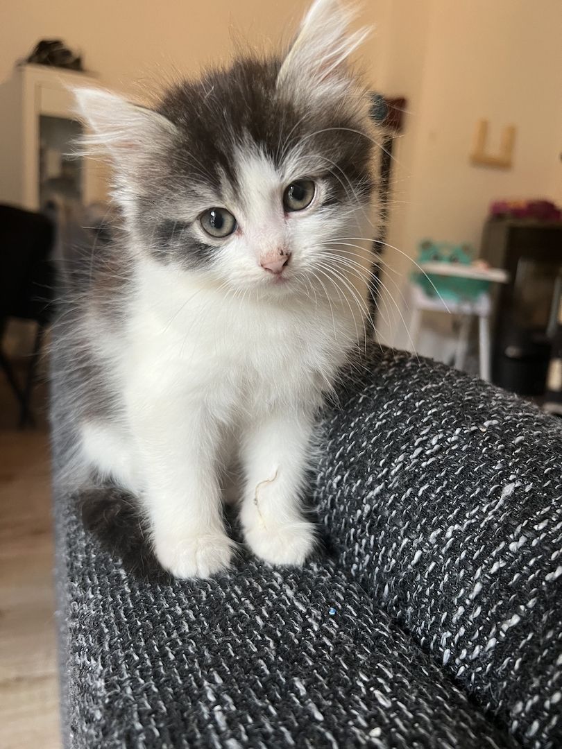 Maine Coon/Norwegische Waldkatze &‘ Hauskatzen Mix