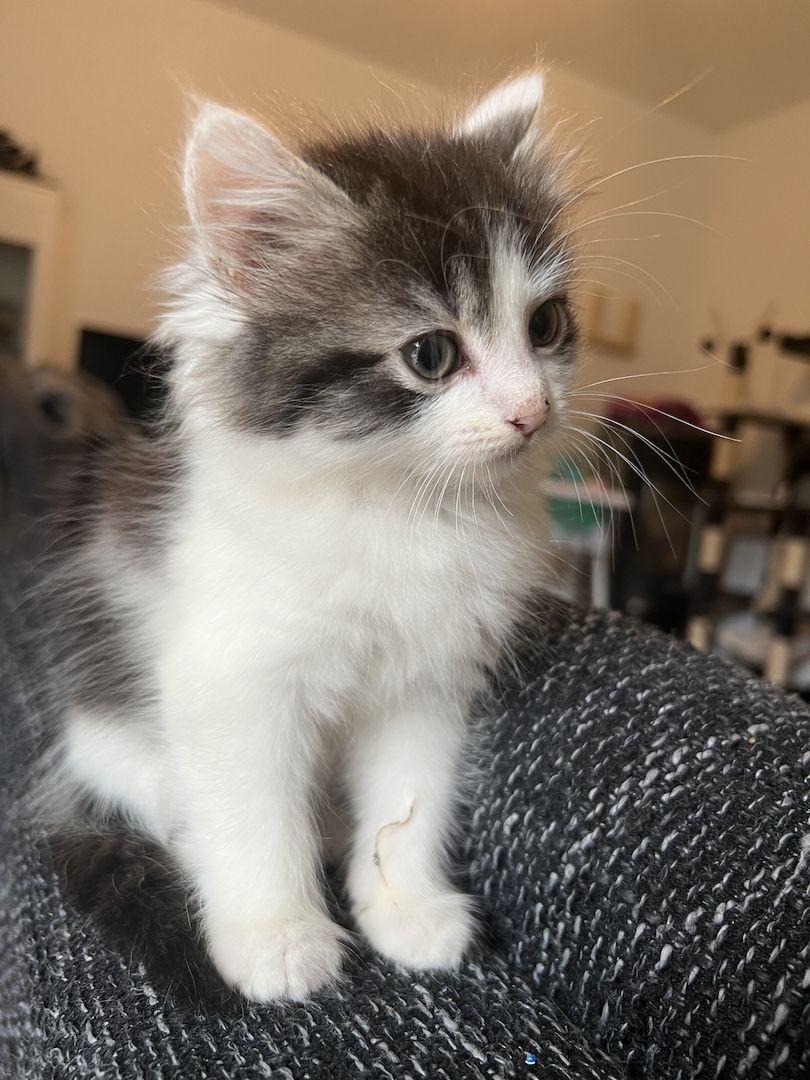 Maine Coon/Norwegische Waldkatze &‘ Hauskatzen Mix