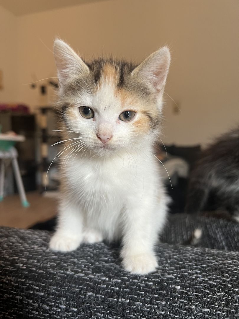 Maine Coon/Norwegische Waldkatze &‘ Hauskatzen Mix