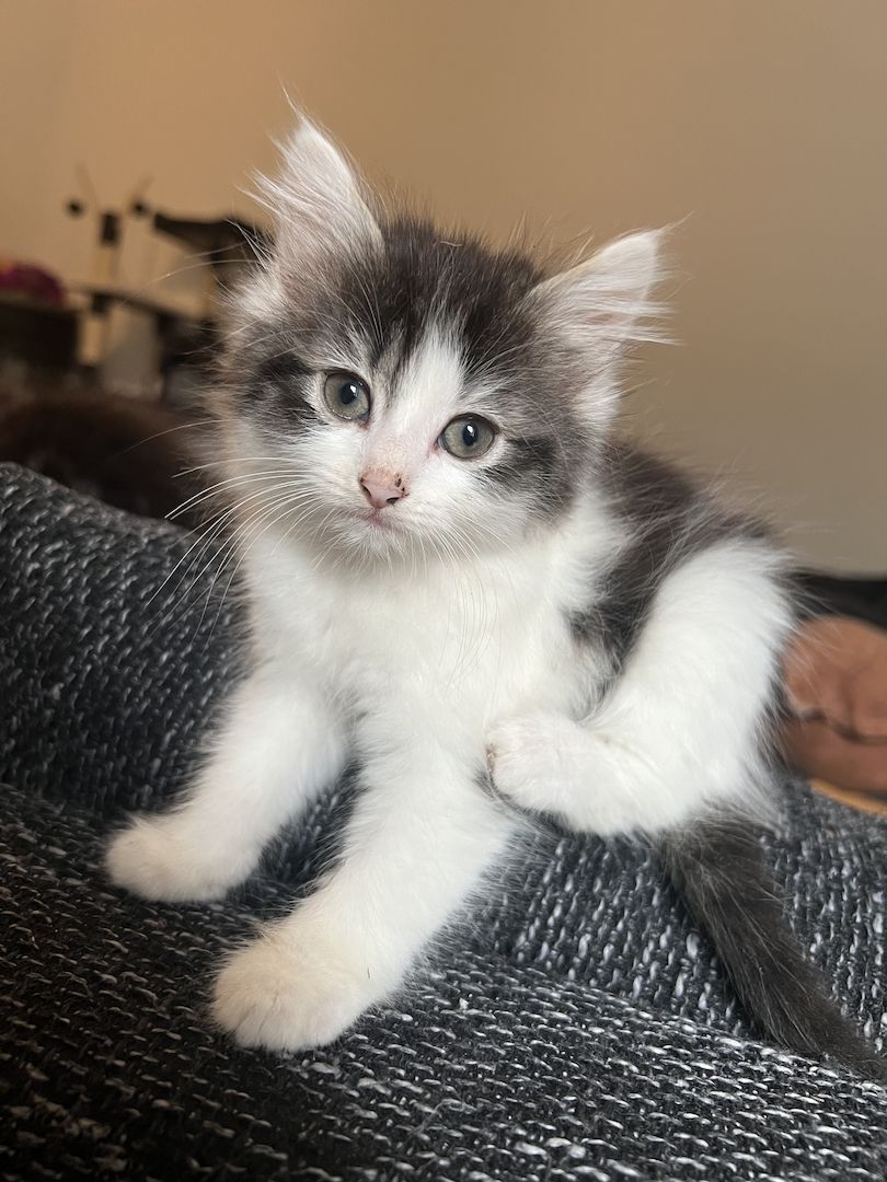 Maine Coon/Norwegische Waldkatze &‘ Hauskatzen Mix