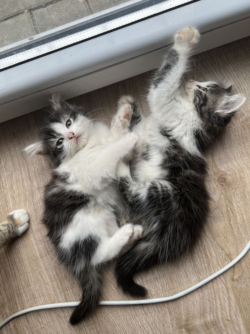Maine Coon/Norwegische Waldkatze &‘ Hauskatzen Mix