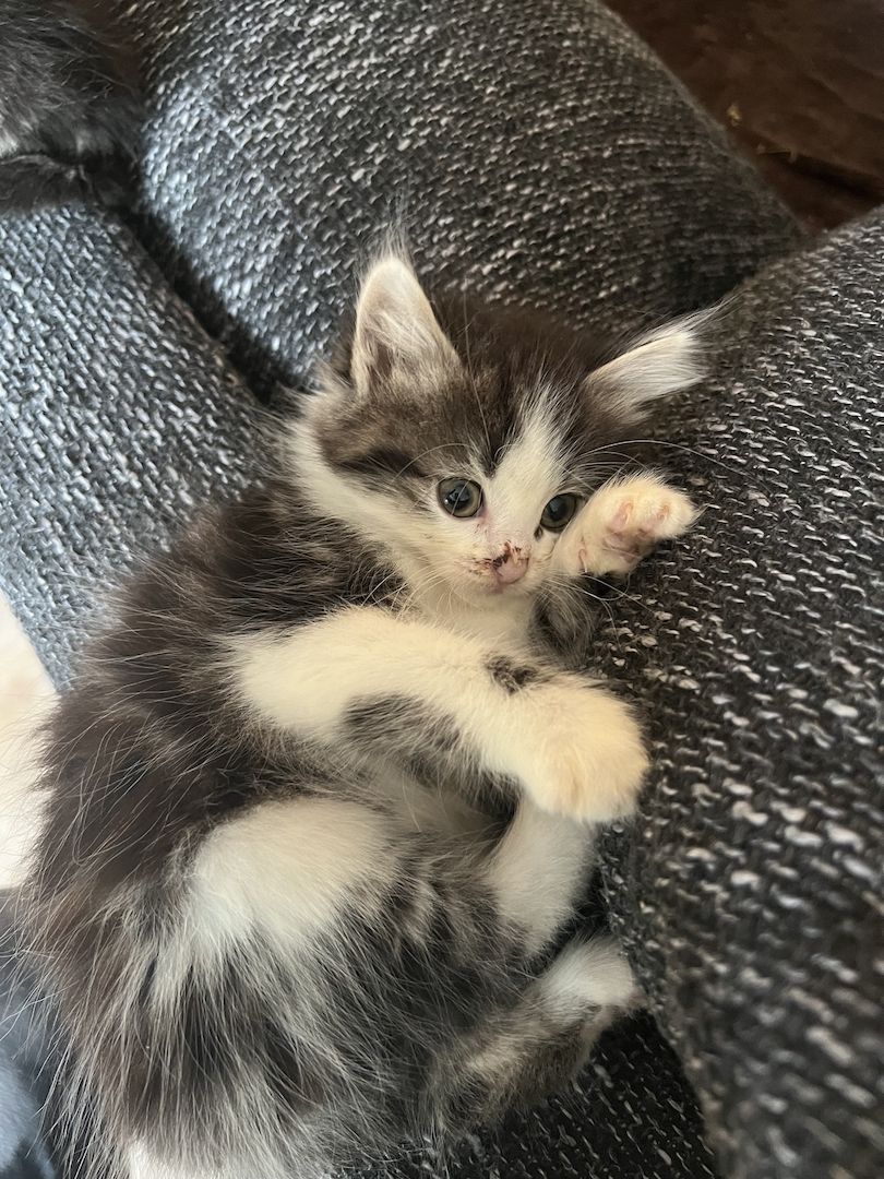 Maine Coon/Norwegische Waldkatze &‘ Hauskatzen Mix