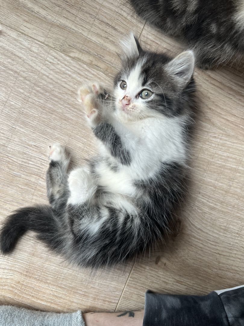 Maine Coon/Norwegische Waldkatze &‘ Hauskatzen Mix