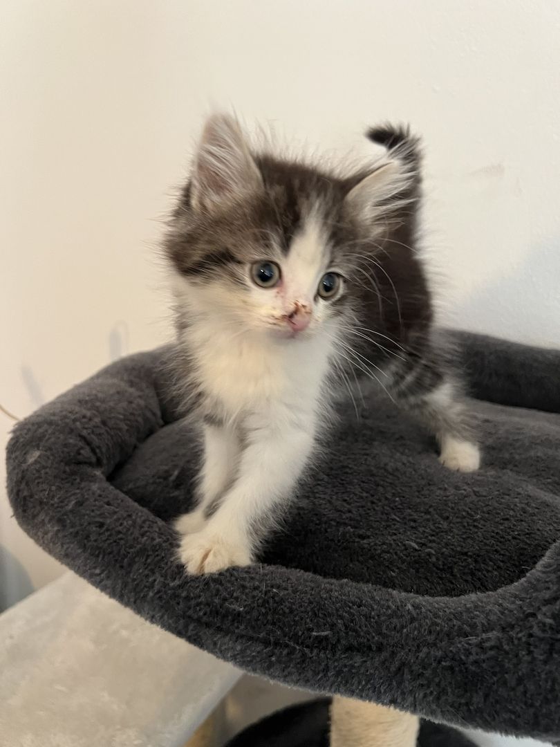 Maine Coon/Norwegische Waldkatze &‘ Hauskatzen Mix