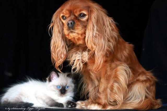 Ragdoll Kätzchen mit Stammbaum !