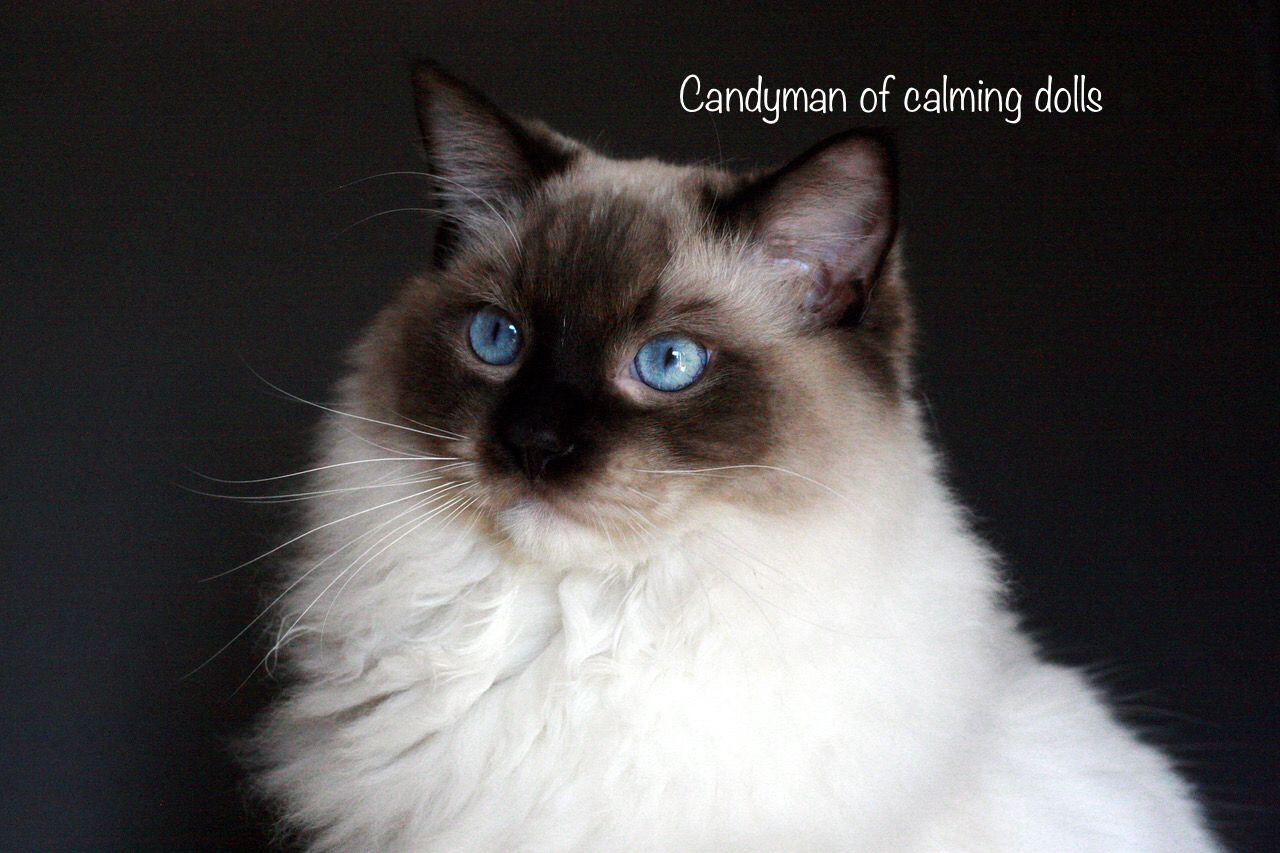 Ragdoll Kätzchen mit Stammbaum !