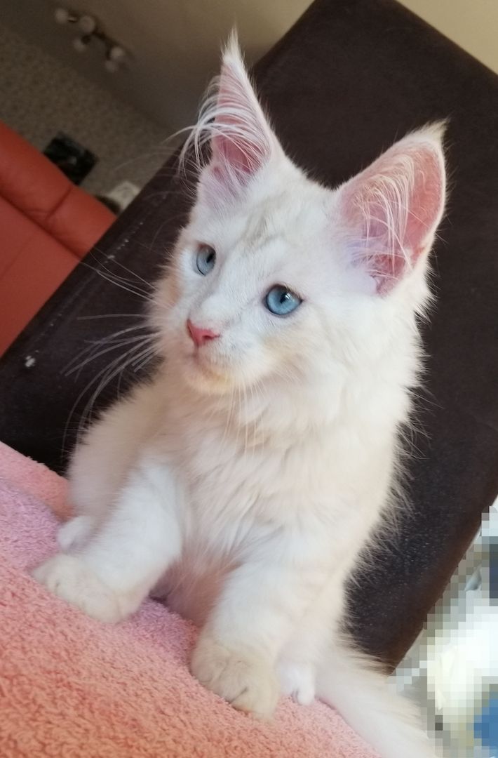 Maine Coon Kitten mit Stammbaum
