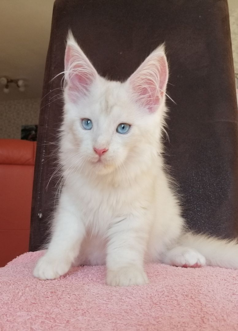 Maine Coon Kitten mit Stammbaum