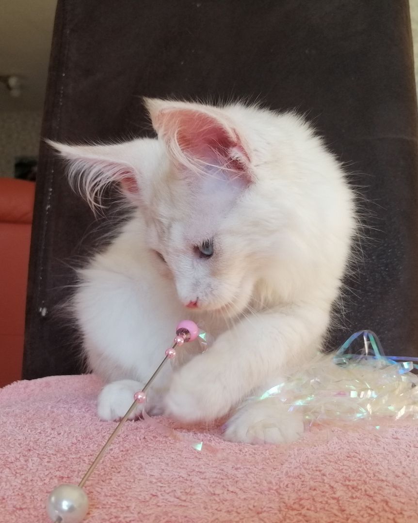 Maine Coon Kitten mit Stammbaum