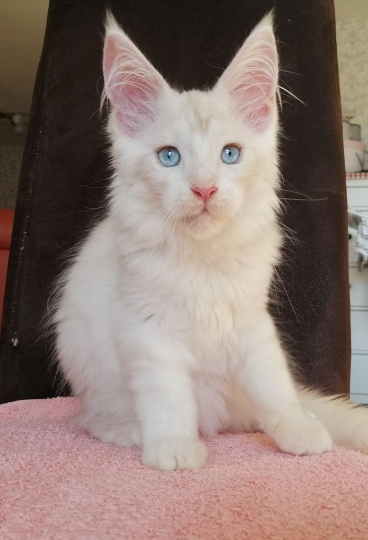 Maine Coon Kitten mit Stammbaum