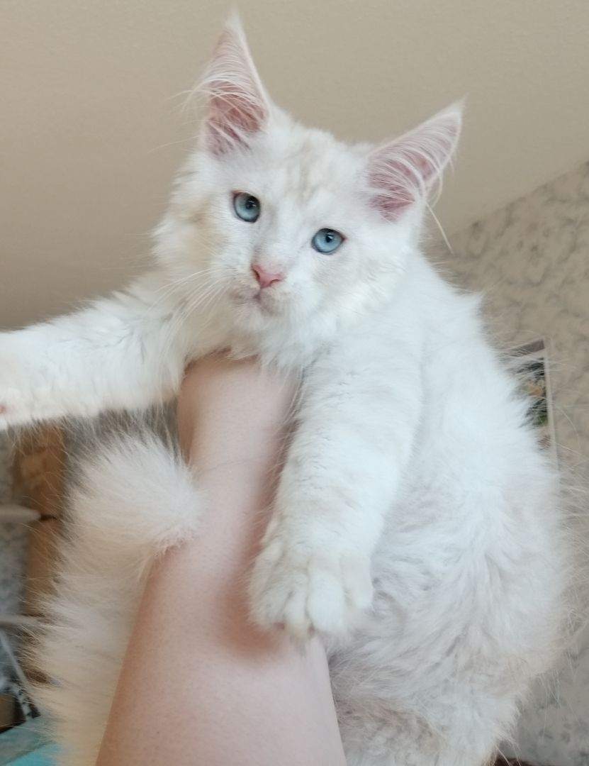 Maine Coon Kitten mit Stammbaum